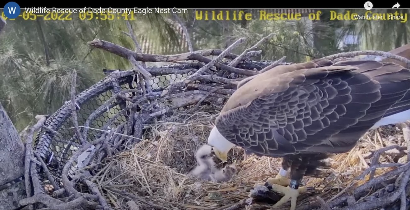 The eaglets, R1 and R2, are the latest heartwarming development in the saga of bald eagle mating pair Ron and Rita.