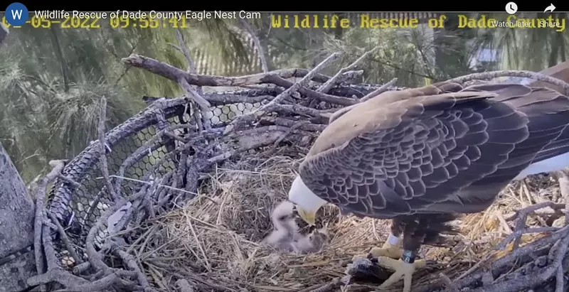 Image: The eaglets, R1 and R2, are the latest heartwarming development in the saga of bald eagle mating pair Ron and Rita.