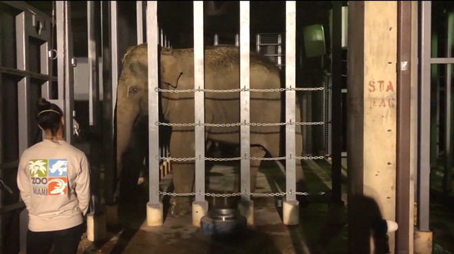 the elephant in a cage